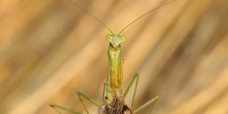 Des yeux artificiels inspirés par la mante religieuse