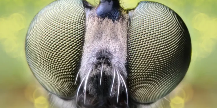 La nature inspire une prouesse technologique dans la vision artificielle