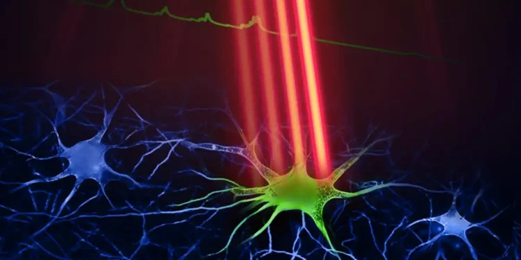 Un nouveau microscope pour une imagerie cérébrale plus rapide et à haute résolution