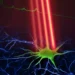 Un nouveau microscope pour une imagerie cérébrale plus rapide et à haute résolution
