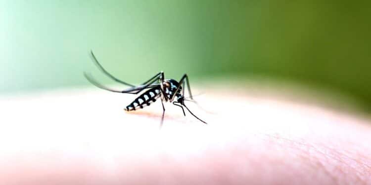Comment les moustiques déjouent-ils nos défenses invisibles ?