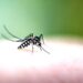 Comment les moustiques déjouent-ils nos défenses invisibles ?