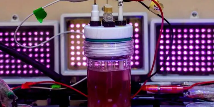 Un avenir sans plastique polluant grâce aux bactéries pourpres ?