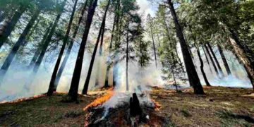 Feux de forêt : et si le remède se cachait dans le mal ?