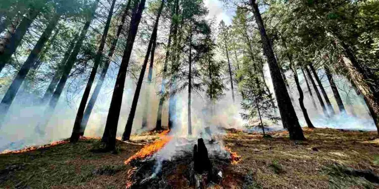 Feux de forêt : et si le remède se cachait dans le mal ?