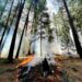 Feux de forêt : et si le remède se cachait dans le mal ?
