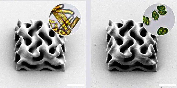 La mer, nouveau terrain de jeu inattendu pour l'impression 3D biocompatible
