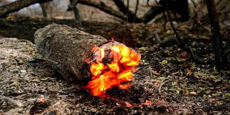 Plus de 90 millions d'arbres morts détectés par l'IA en Californie