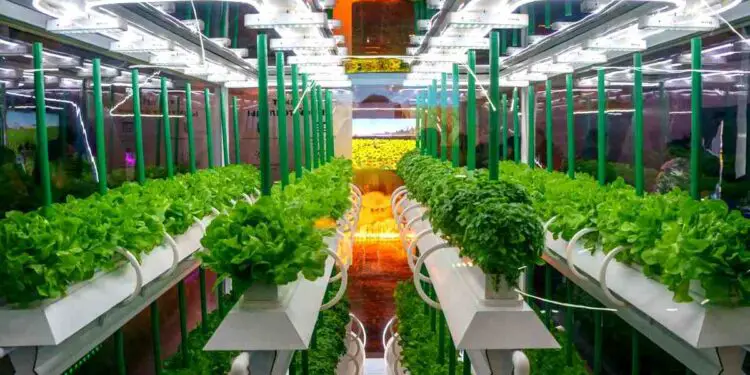 L'IA réduit de 25% la consommation énergétique de l'agriculture en intérieur