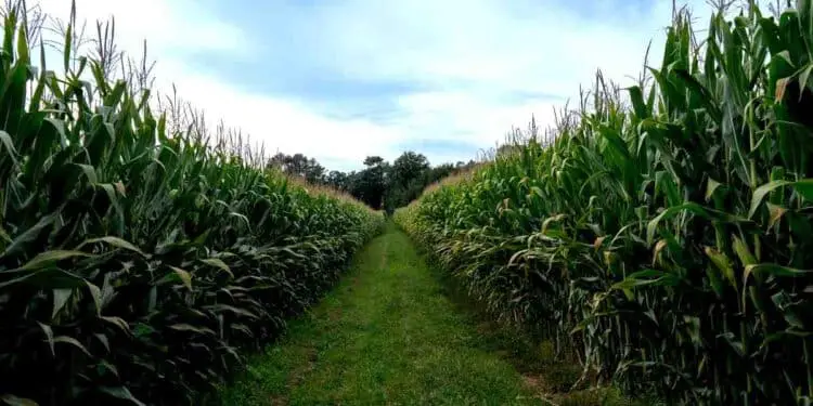 Biométhane : le maïs sur tourbières émet trois fois plus de CO2 que prévu