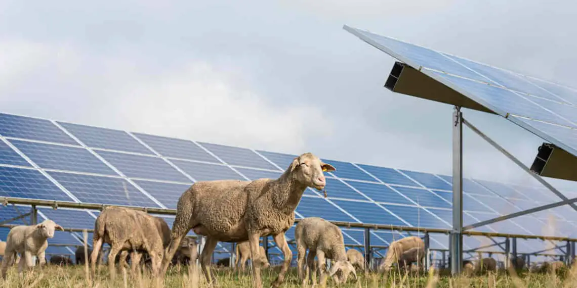 Ombrea : L'entreprise qui marie l'agriculture et l'énergie solaire en France