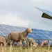 Ombrea : L'entreprise qui marie l'agriculture et l'énergie solaire en France