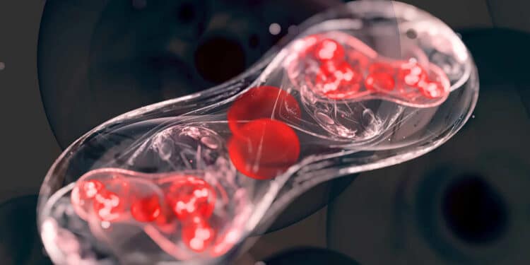 La microscopie 3D accessible à tous grâce à une invention japonaise ingénieuse