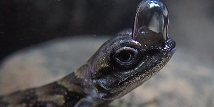 Des lézards aquatiques utilisent une bulle d'air pour respirer sous l'eau