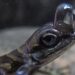 Des lézards aquatiques utilisent une bulle d'air pour respirer sous l'eau