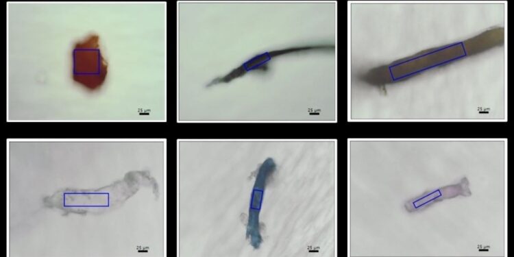 Les coraux révèlent l'ampleur cachée de la pollution plastique marine