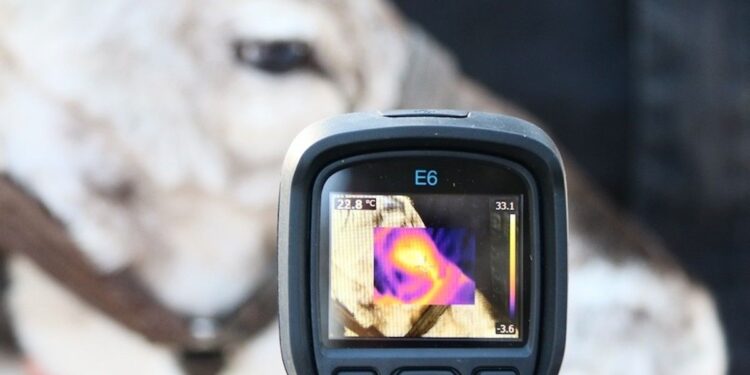 L'imagerie thermique dévoile le stress caché des rennes en Laponie