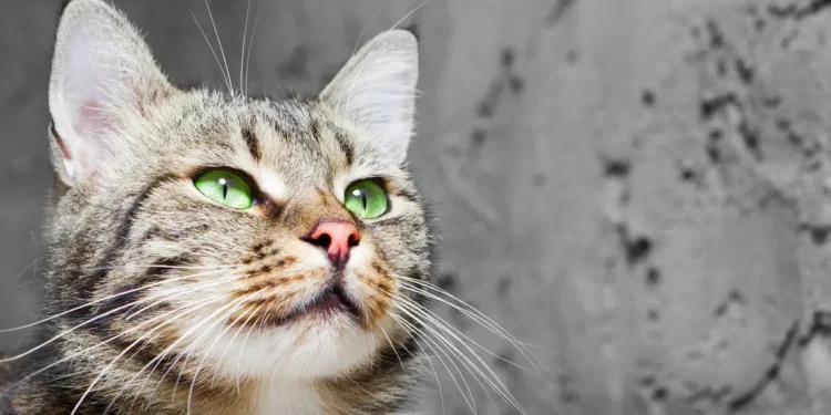 Des chercheurs percent le secret de l'électricité statique après 2600 ans