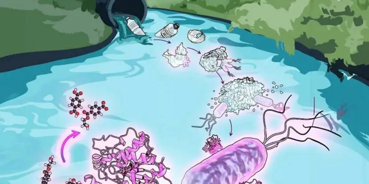 Le plastique a trouvé son prédateur : une bactérie bien précise