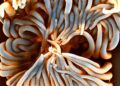 Une micropompe magnétique bouleverse l'étude des organes sur puce