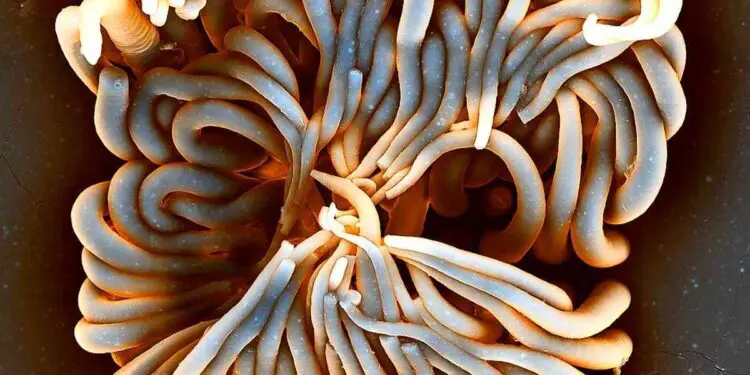 Une micropompe magnétique bouleverse l'étude des organes sur puce