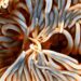Une micropompe magnétique bouleverse l'étude des organes sur puce