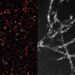 L'innovation du MIT rend accessible l'observation des composants cellulaires