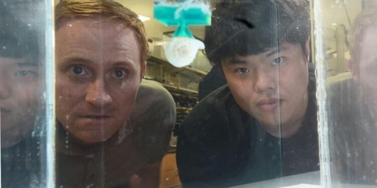 Un adhésif 1000 fois plus fort sous l'eau grâce à l'inspiration du poulpe