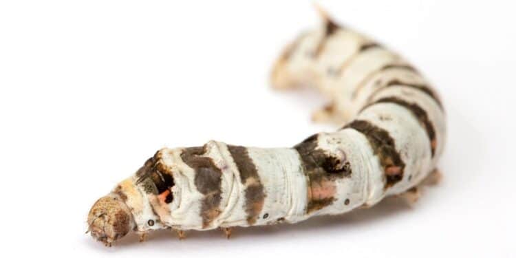 Une étude révèle comment la détection des odeurs par le ver à soie peut améliorer la robotique