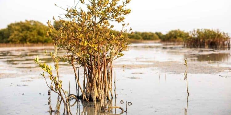 De nouvelles bactéries marines montrent leur potentiel contre la pollution plastique