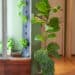 Jardins verticaux : l'envers du décor énergétique dévoilé par une étude