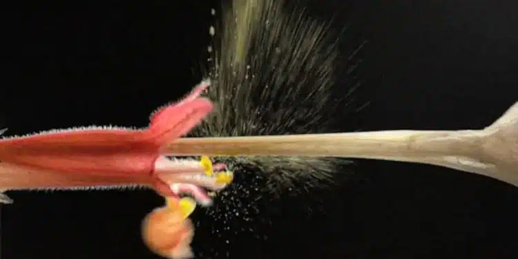 Pollinisation explosive : la stratégie inattendue des fleurs brésiliennes