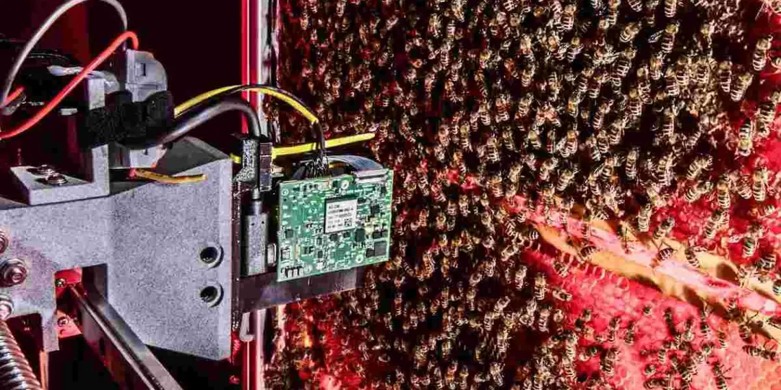 Des robots espions au cœur des ruches : la vie secrète des abeilles dévoilée