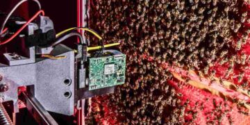 Des robots espions au cœur des ruches : la vie secrète des abeilles dévoilée