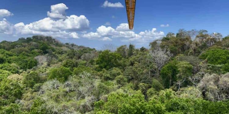 Séquestration du carbone : les plantes surpassent toutes les prévisions des experts