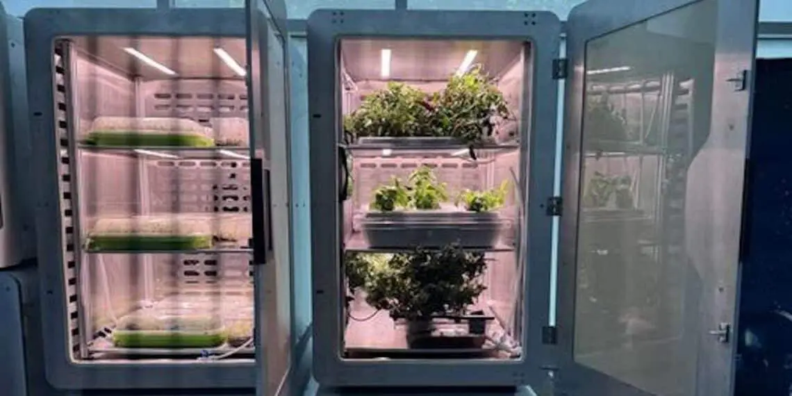 Et si vos tomates de demain poussaient sans soleil ni terre ?