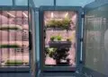 Et si vos tomates de demain poussaient sans soleil ni terre ?