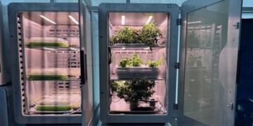 Et si vos tomates de demain poussaient sans soleil ni terre ?