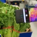 L'imagerie thermique peut aider les fruits et légumes à rester frais plus longtemps