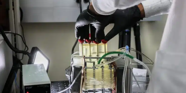 Quand les grenouilles arboricoles inspirent la solution à la crise de l'eau