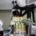 Quand les grenouilles arboricoles inspirent la solution à la crise de l'eau