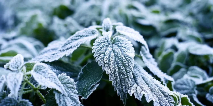 Anti-givre : une nouvelle technique 1000 fois plus efficace que l'existant