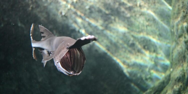 La nature inspire des robots capables de ressentir : quand les poissons guident l'innovation technologique