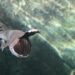 La nature inspire des robots capables de ressentir : quand les poissons guident l'innovation technologique