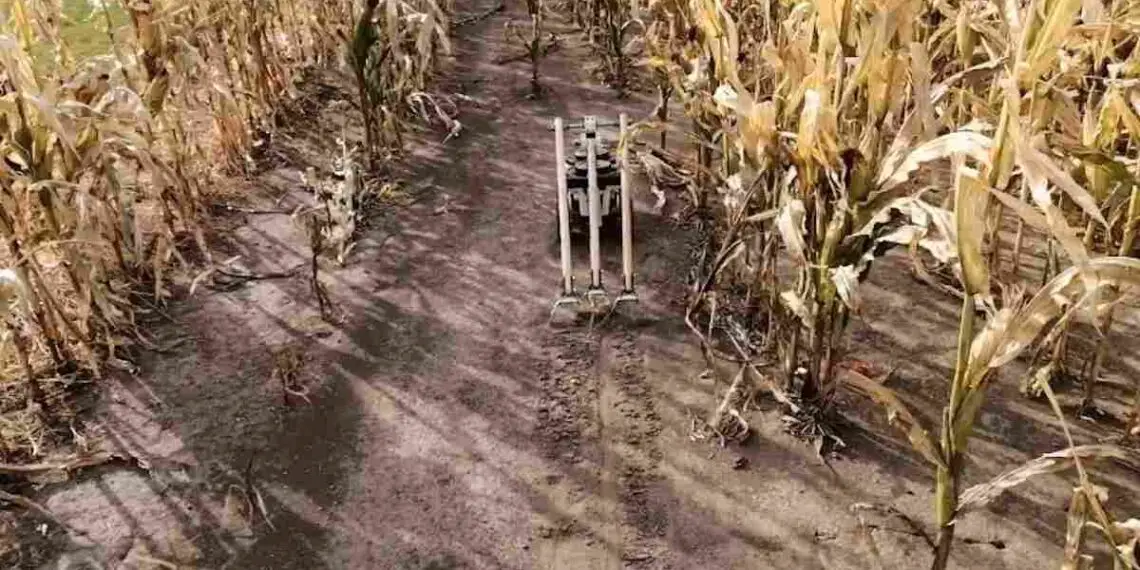 Les robots désherbeurs, nouvelle arme des agriculteurs face aux super-mauvaises herbes