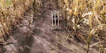 Les robots désherbeurs, nouvelle arme des agriculteurs face aux super-mauvaises herbes
