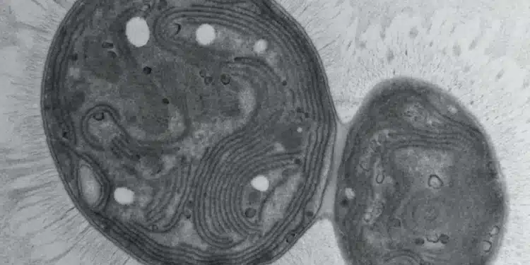 Des cyanobactéries récemment découvertes pourraient contribuer à séquestrer le carbone des océans et des usines