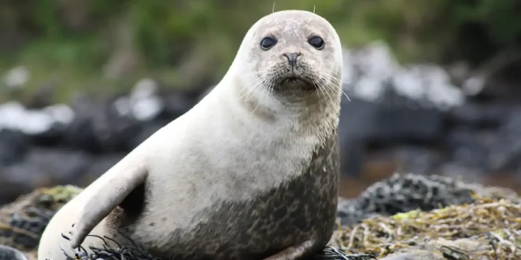 Les moustaches des phoques inspirent à un ingénieur la conception d'un capteur pour turbine offshore
