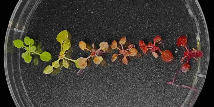 Une nouvelle méthode de génie végétal promet d'améliorer considérablement le développement des biocarburants et des bioproduits