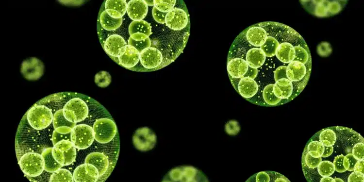 Une équipe franco-argentine décrypte le génie dépolluant des microalgues